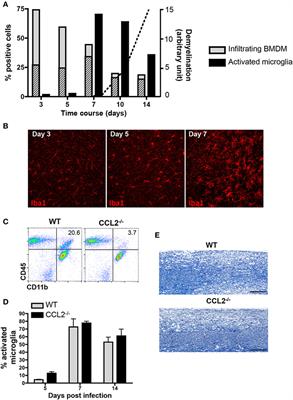 Distinct Gene Profiles of Bone Marrow-Derived Macrophages and Microglia During Neurotropic Coronavirus-Induced Demyelination